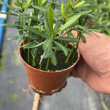 罗汉松绿植办公室桌面好养盆栽