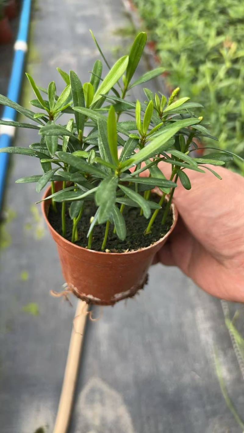 罗汉松绿植办公室桌面好养盆栽