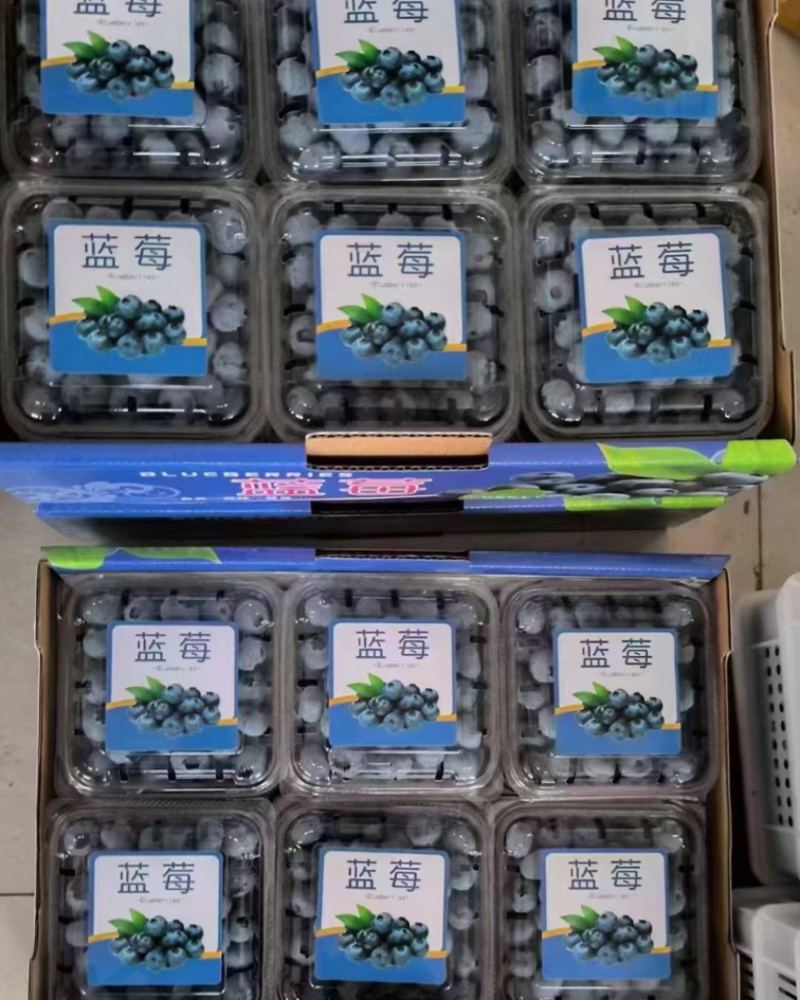 山东蓝莓大量上市**电商市场批发社区团购大型超市现摘现发齐全