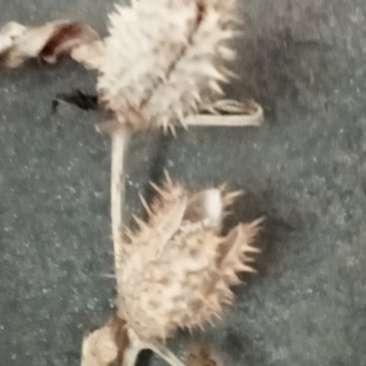 曼陀罗籽