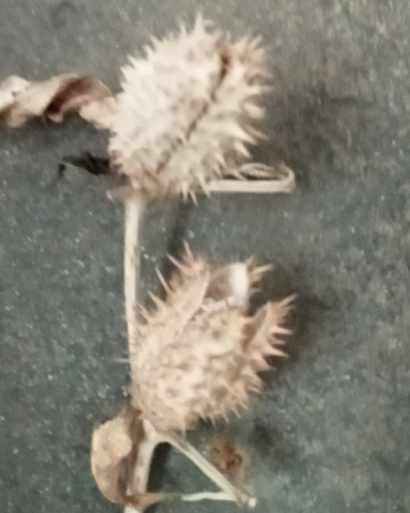 曼陀罗籽