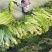 水芹