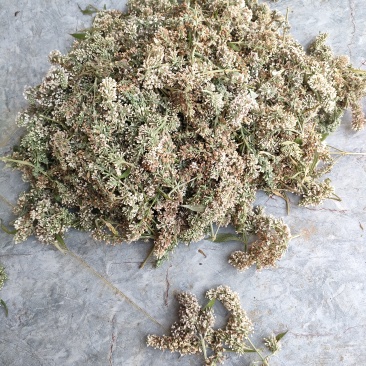 密蒙花