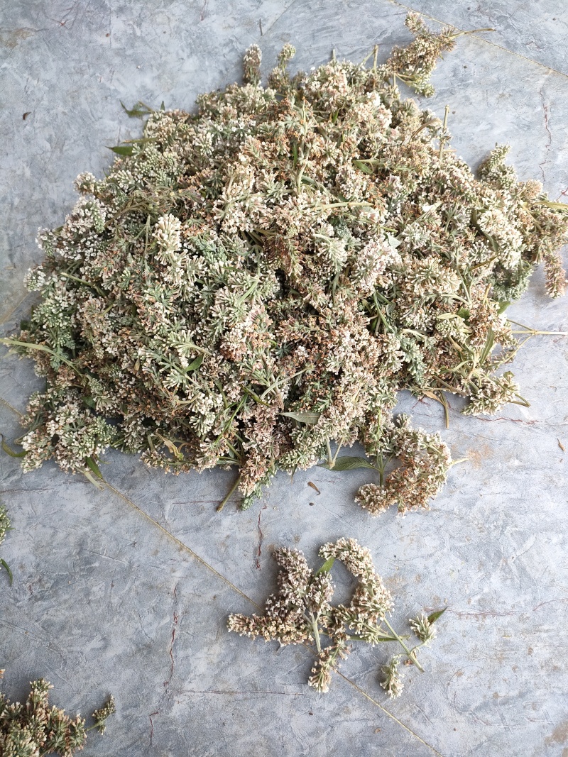 密蒙花