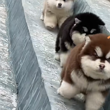 狗崽