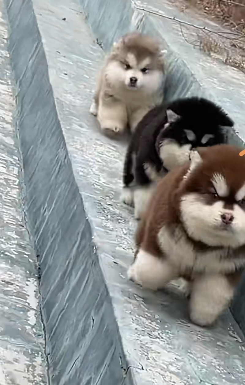 狗崽