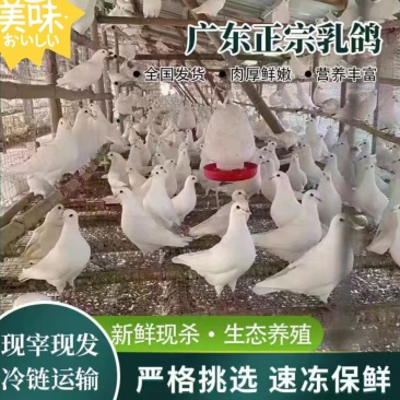 乳鸽批发新鲜现杀脆皮乳鸽红烧卤水乳鸽专用厂家直销5-7两/只