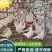 乳鸽批发新鲜现杀脆皮乳鸽红烧卤水乳鸽专用厂家直销5-7两/只