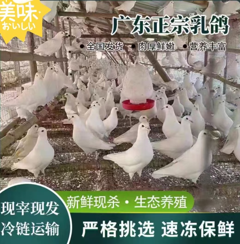 乳鸽批发新鲜现杀脆皮乳鸽红烧卤水乳鸽专用厂家直销5-7两/只