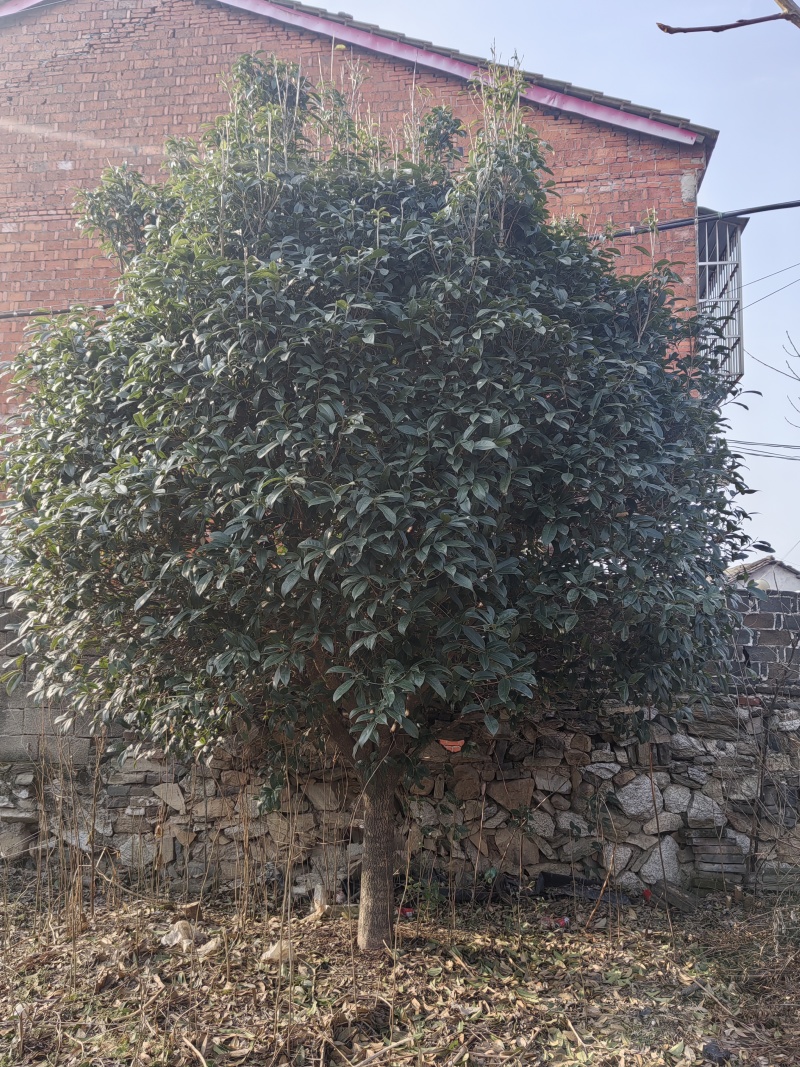 桂花树