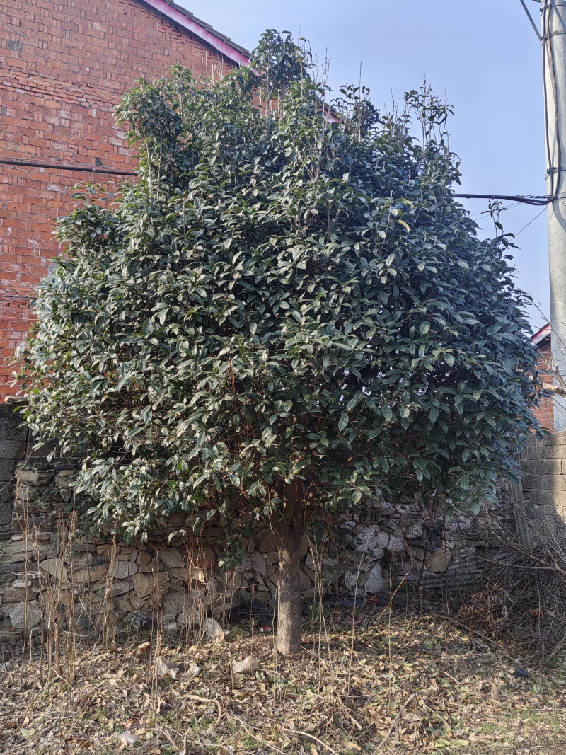 桂花树