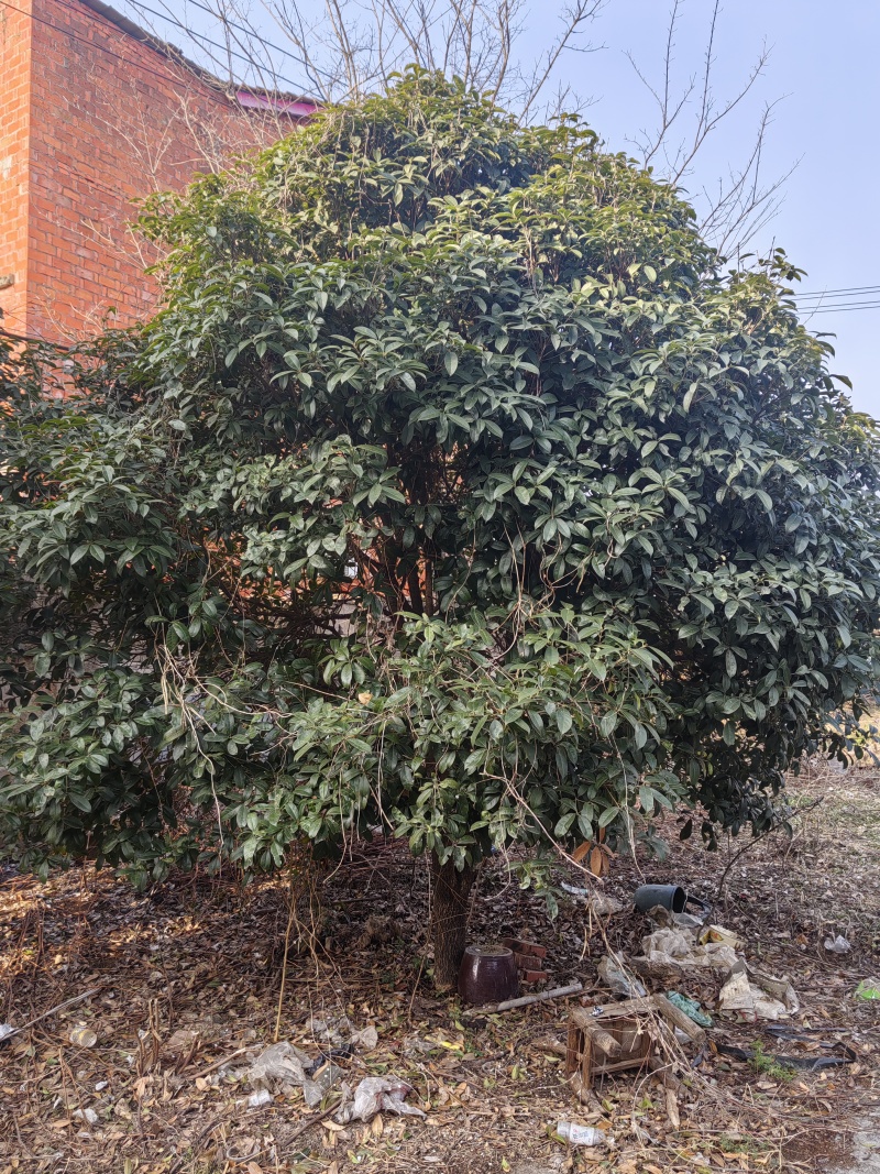 桂花树
