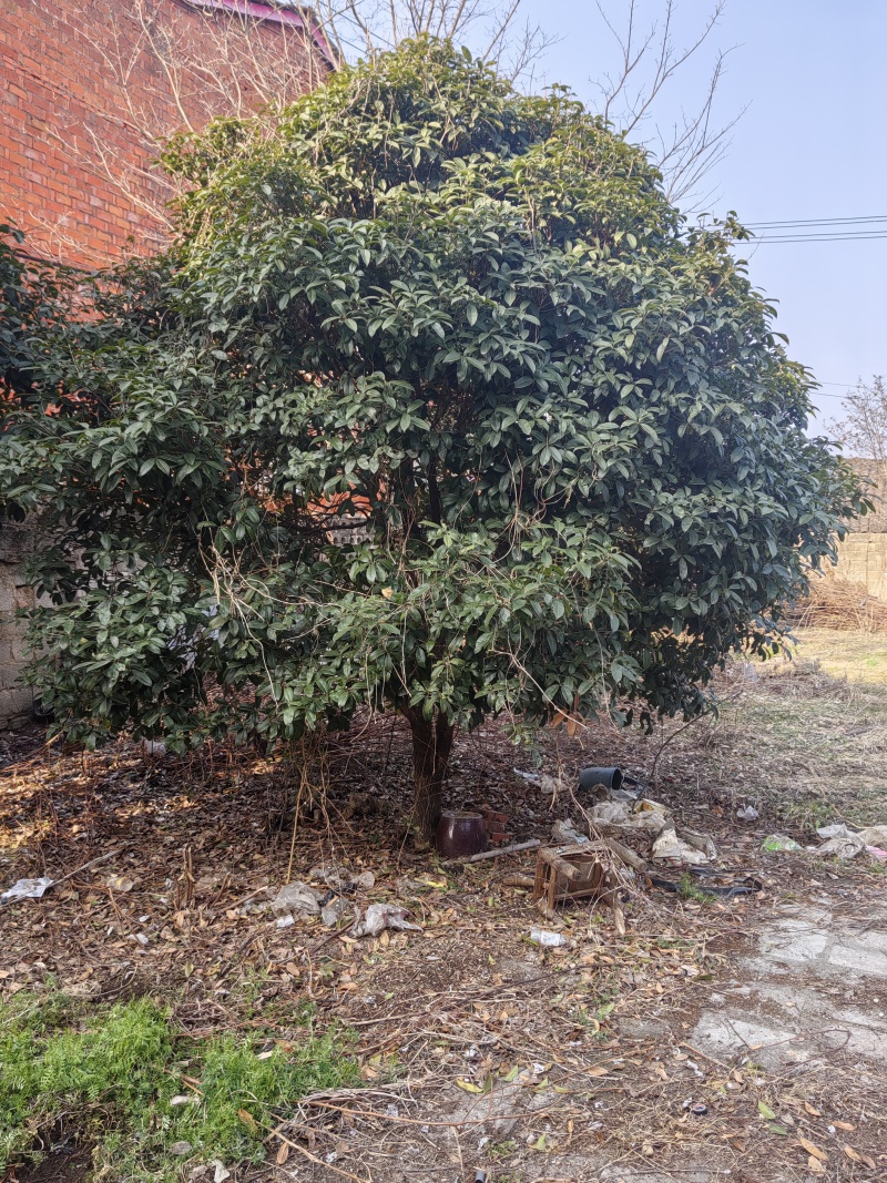 桂花树