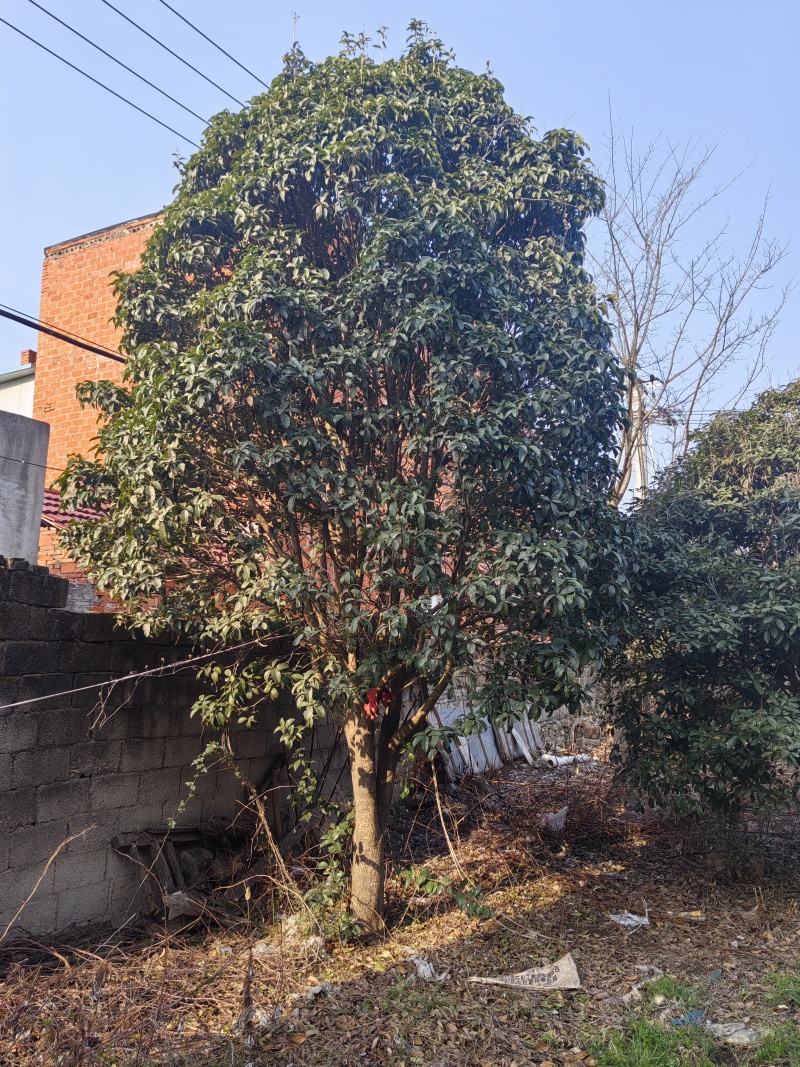 桂花树