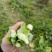 贵州高山小将白菜苔