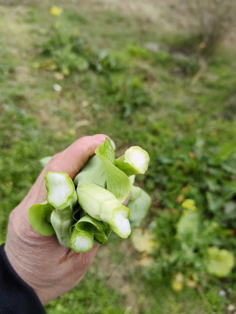 贵州高山小将白菜苔