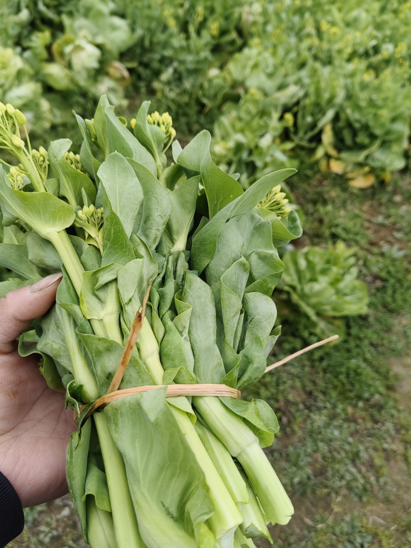 贵州高山白菜苔