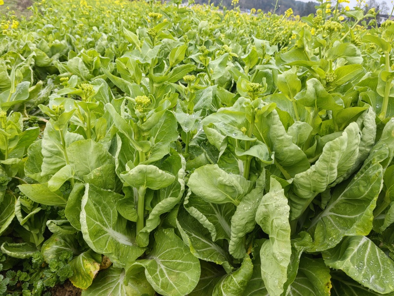贵州高山白菜苔