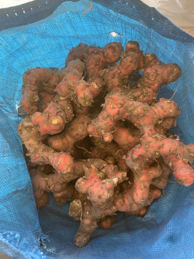 潮汕山姜南姜，原产地直发，精品货通货都有，规格齐全