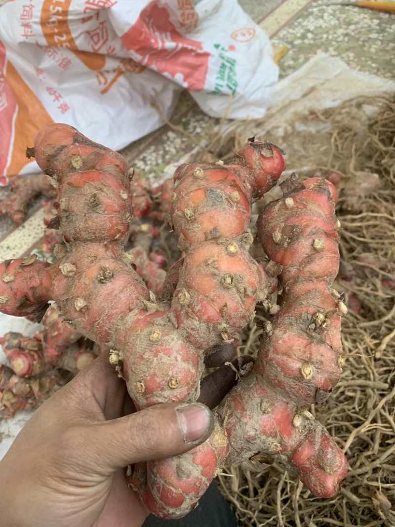 潮汕山姜南姜，原产地直发，精品货通货都有，规格齐全