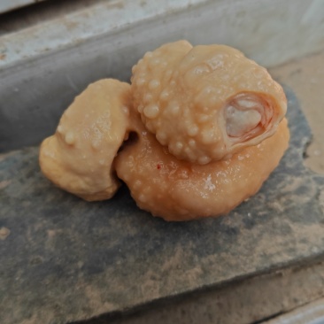 鸡宝