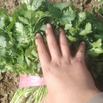 香菜菠菜