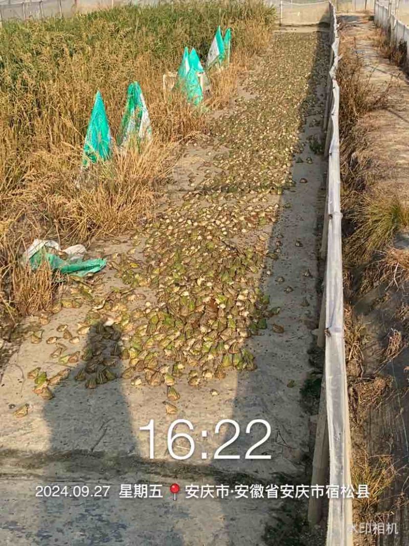 自家场地直销，现卖现抓。正宗黑斑蛙