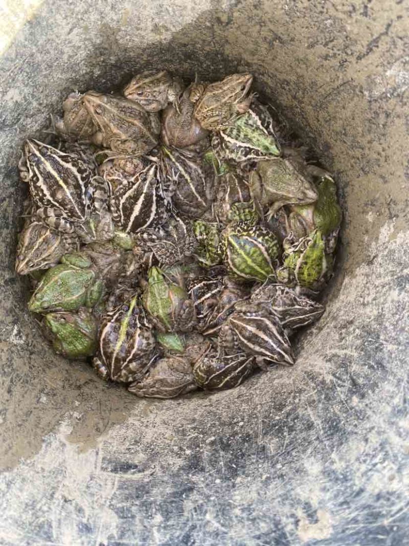 自家场地直销，现卖现抓。正宗黑斑蛙