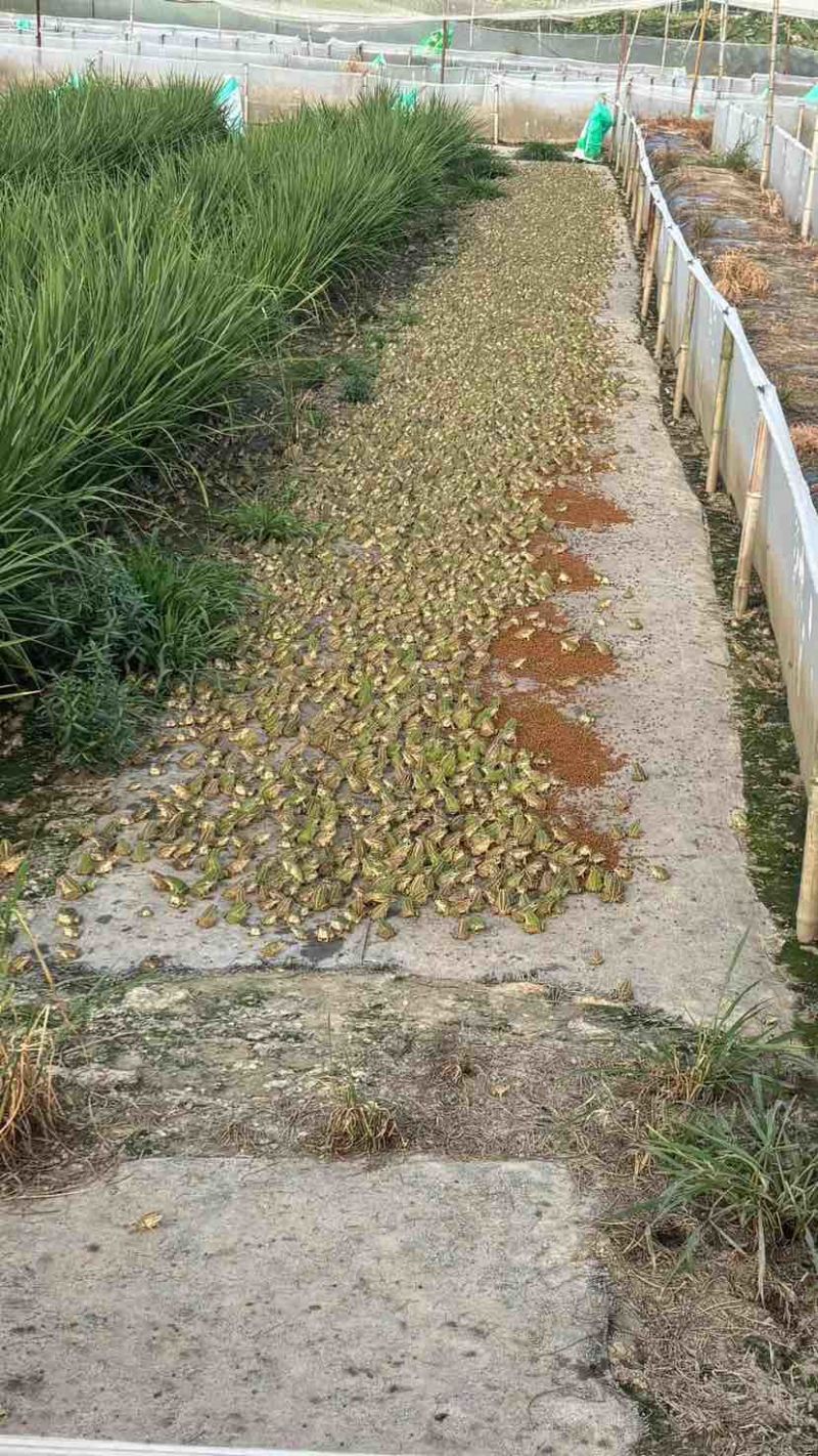 自家场地直销，现卖现抓。正宗黑斑蛙