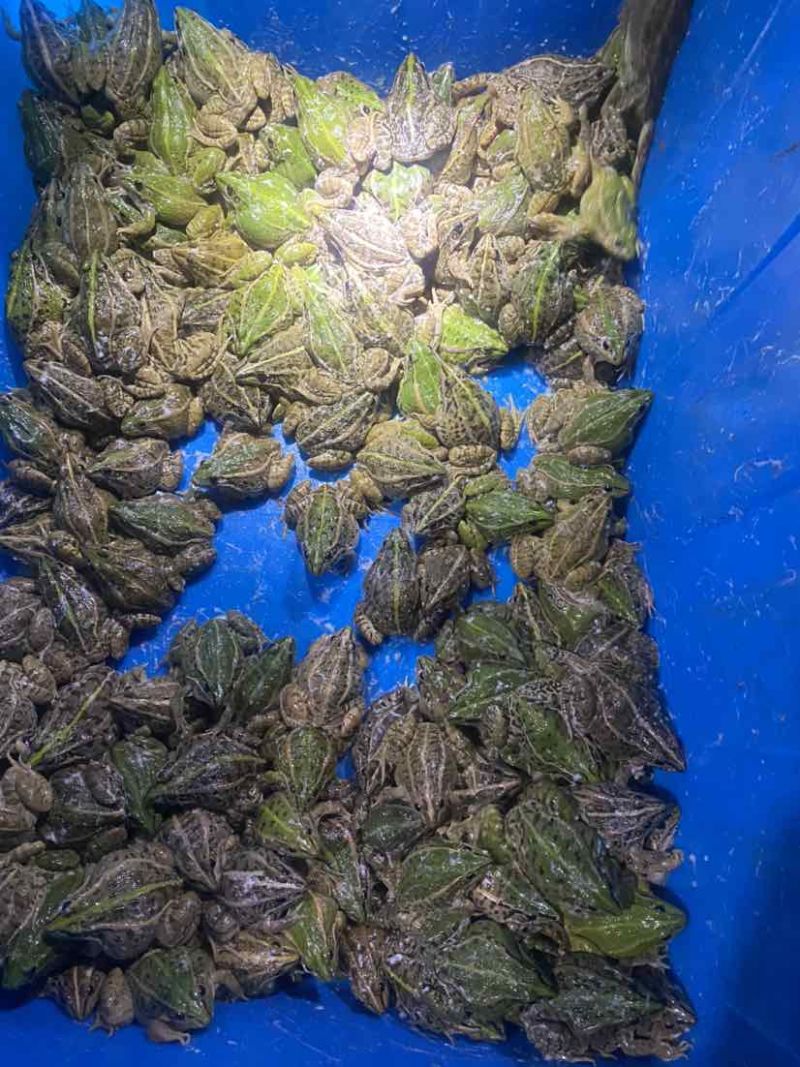 自家场地直销，现卖现抓。正宗黑斑蛙