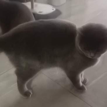 蓝猫2支6个月