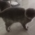 蓝猫2支6个月
