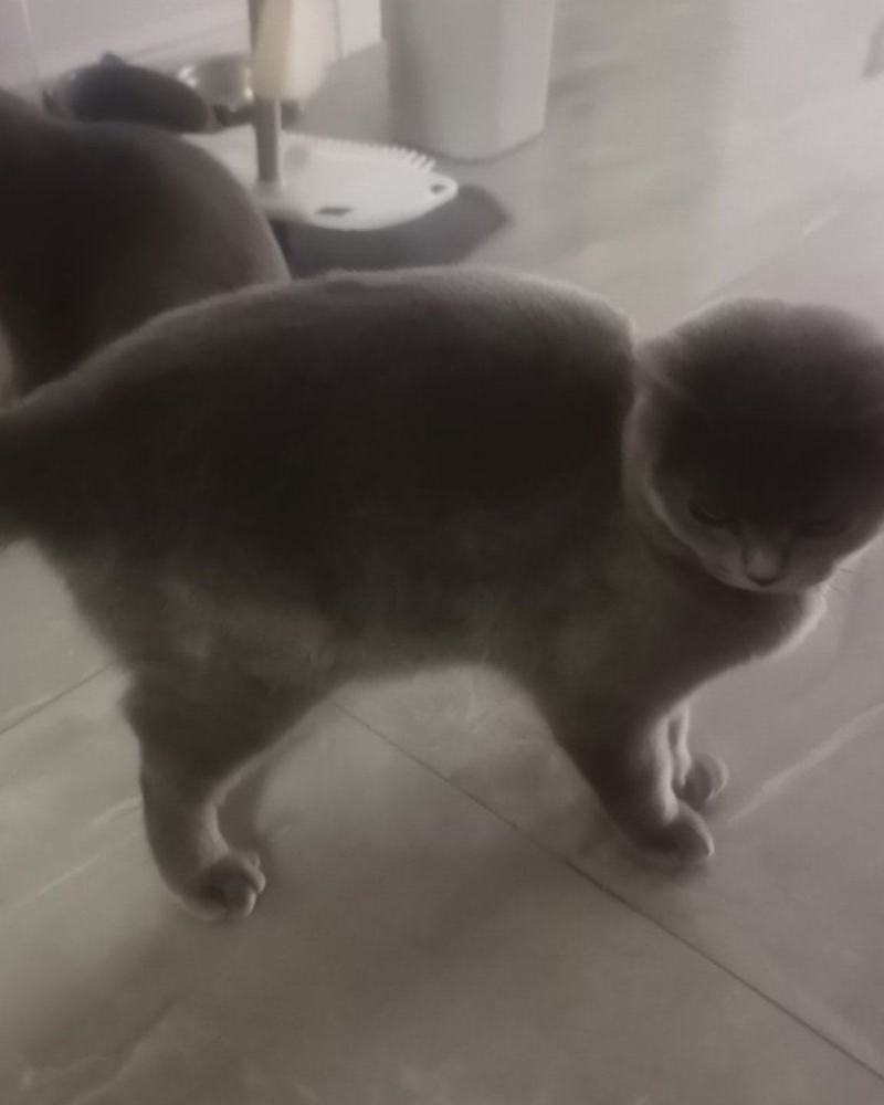蓝猫2支6个月