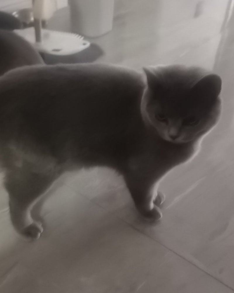 蓝猫2支6个月