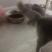 蓝猫2支6个月