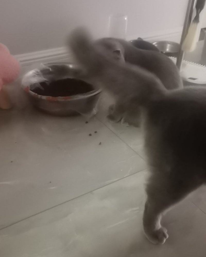 蓝猫2支6个月