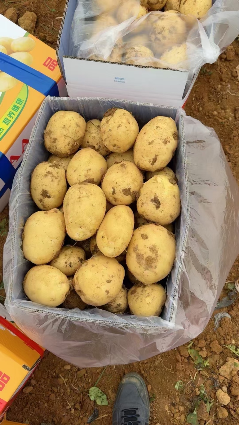 陕北土豆：大土豆，中号土豆，一级土豆种薯等继续大量供应中