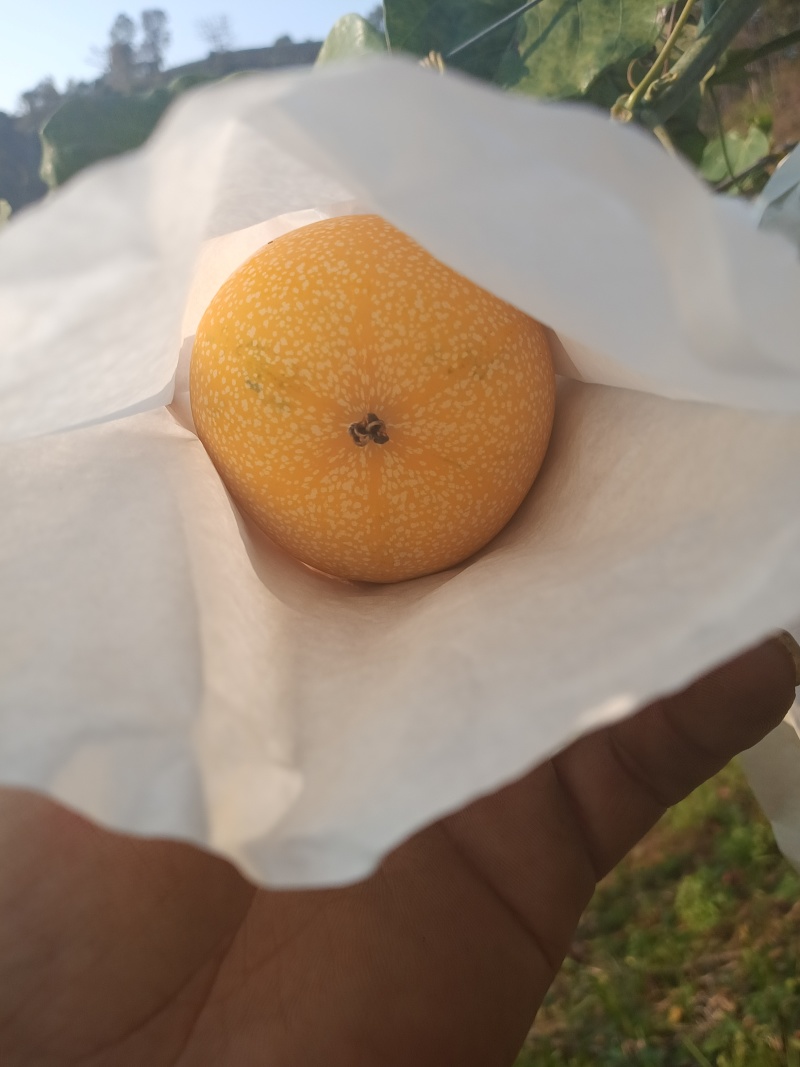 哥轮比亚热情果已经上市了，好久没有需要货的老板吗？