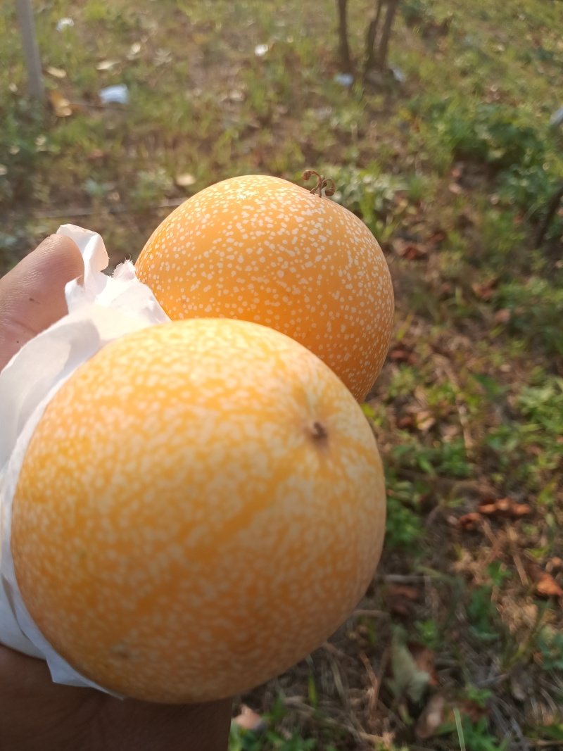 哥轮比亚热情果已经上市了，好久没有需要货的老板吗？