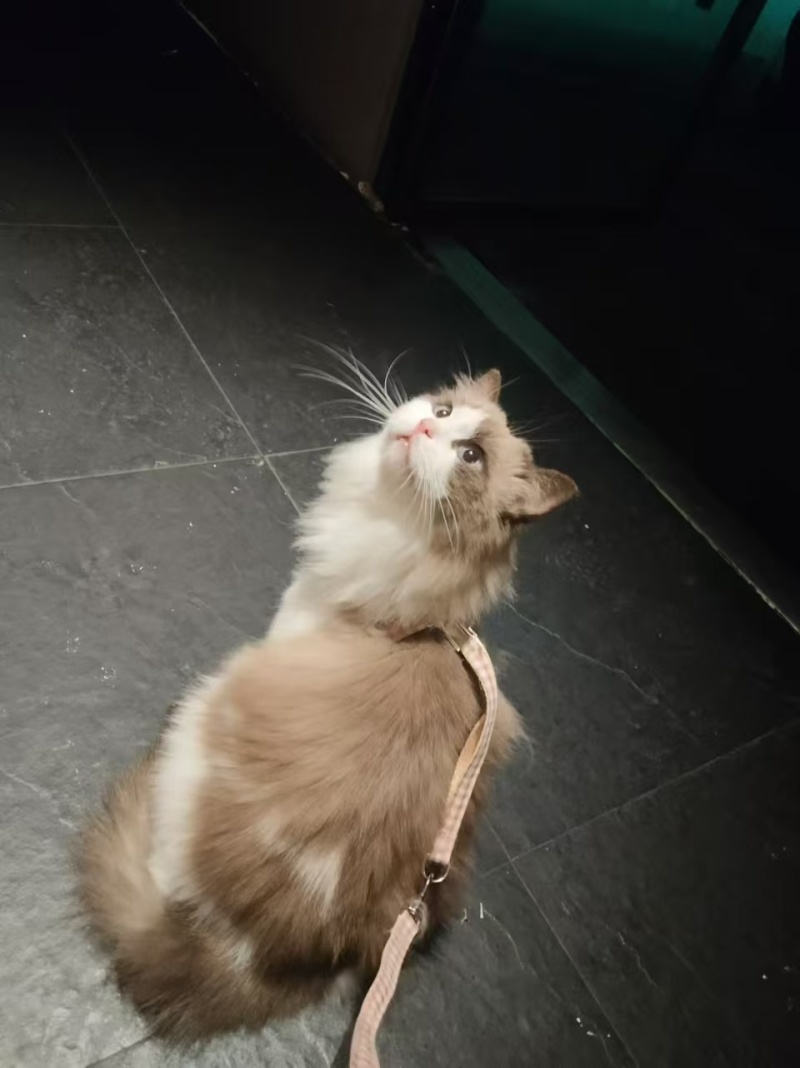 布偶猫