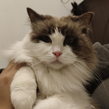 布偶猫