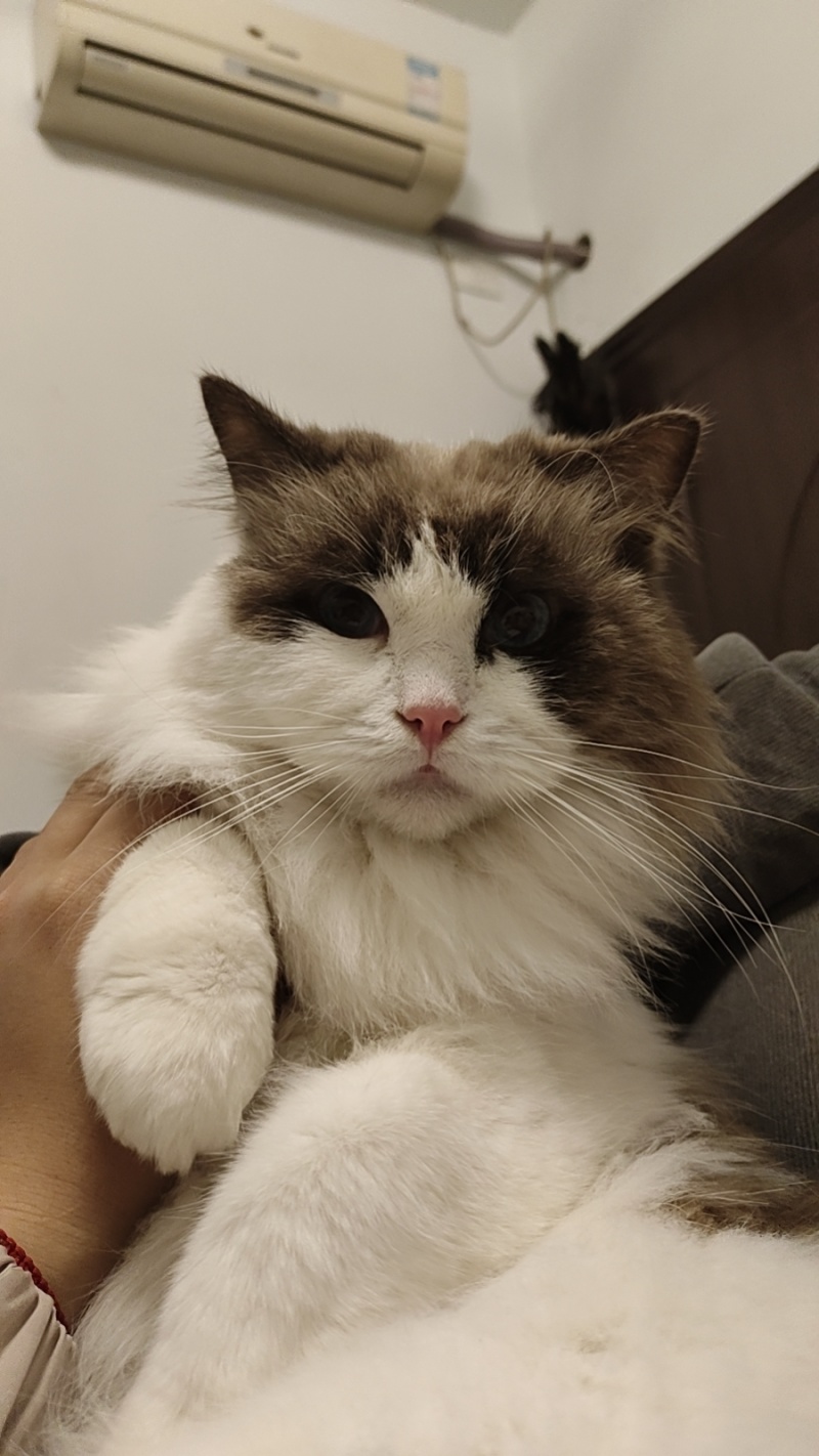 布偶猫