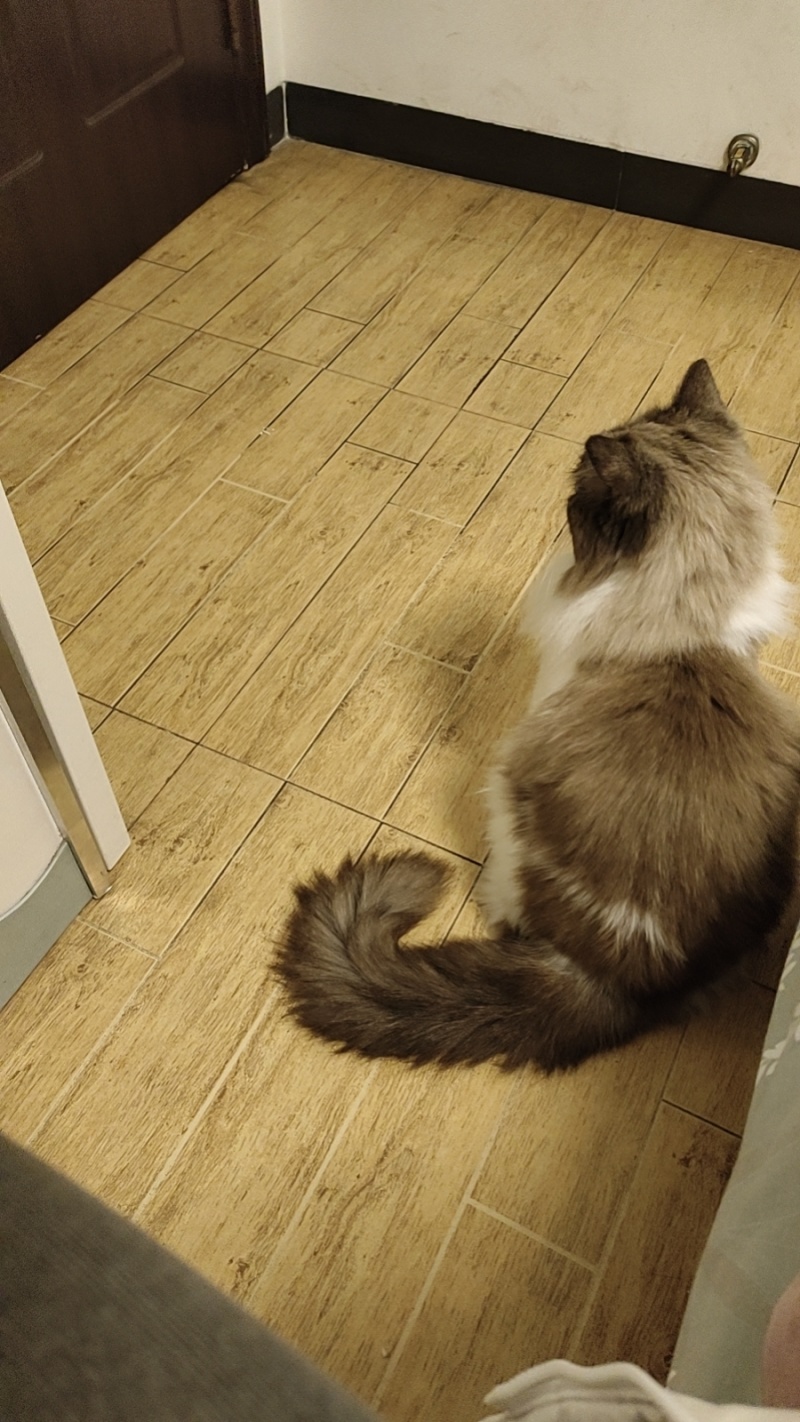 布偶猫