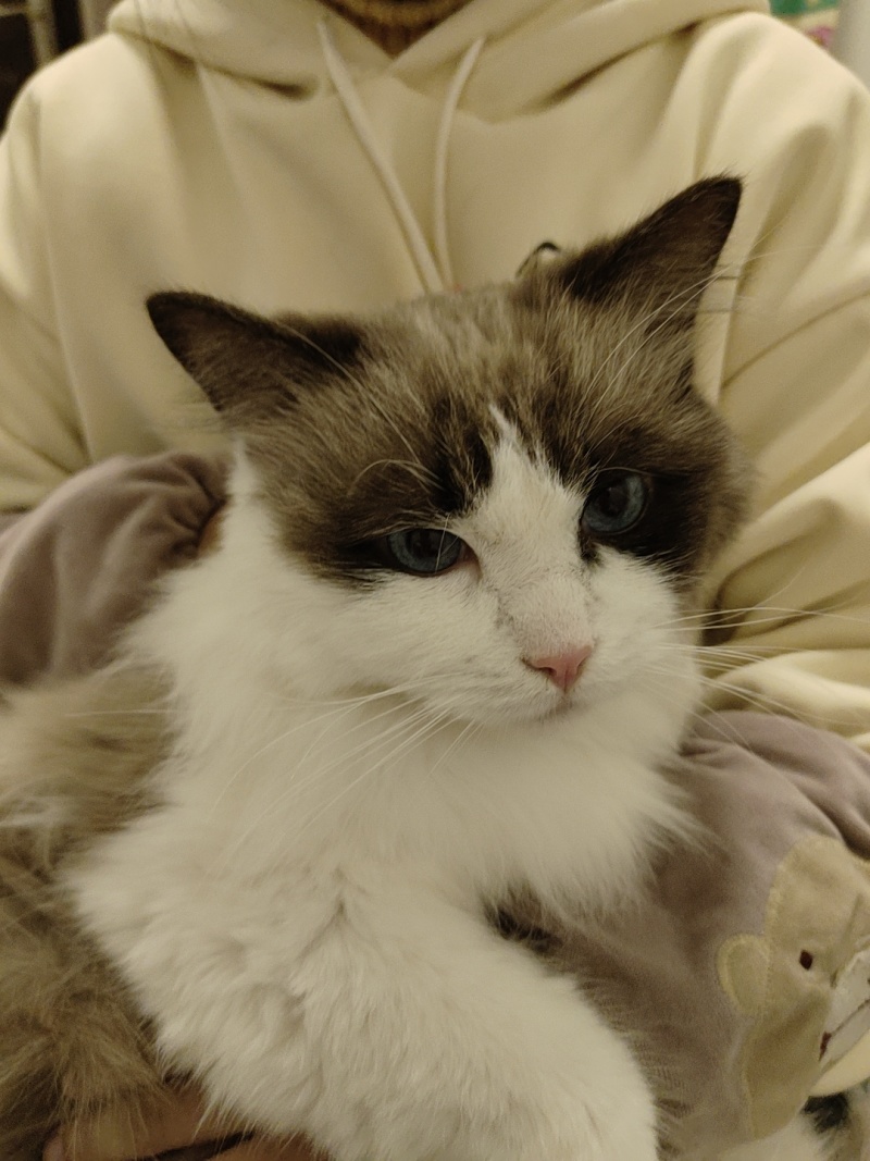 布偶猫