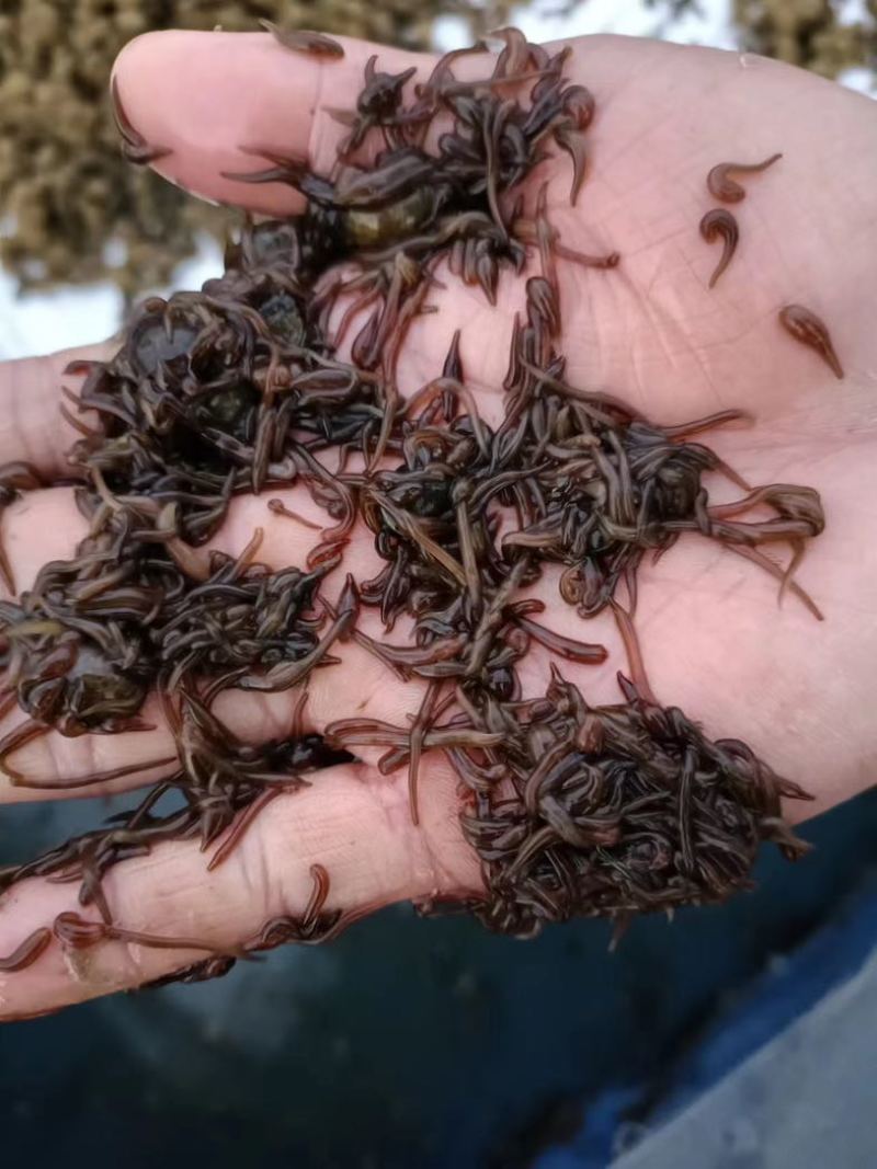 苏南，种苗，卵茧，小苗，半月苗，满月苗，供应