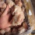 猪拐骨价格优美