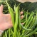 螺丝椒