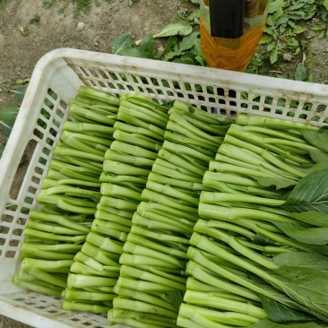 精品广东菜心，小青菜，欢迎各位老板来采购