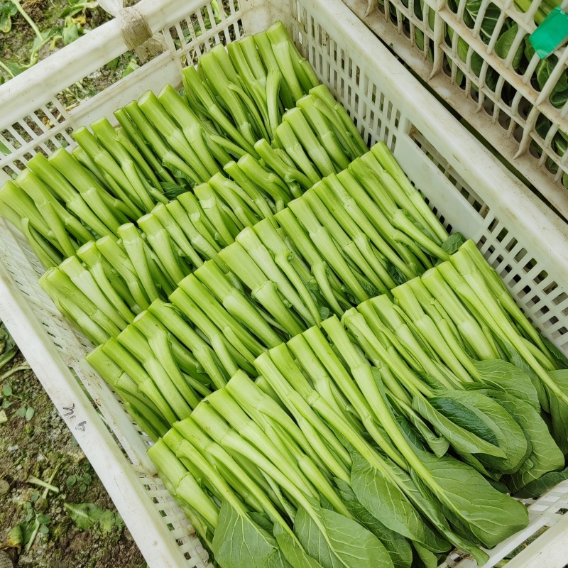 精品广东菜心，小青菜，欢迎各位老板来采购