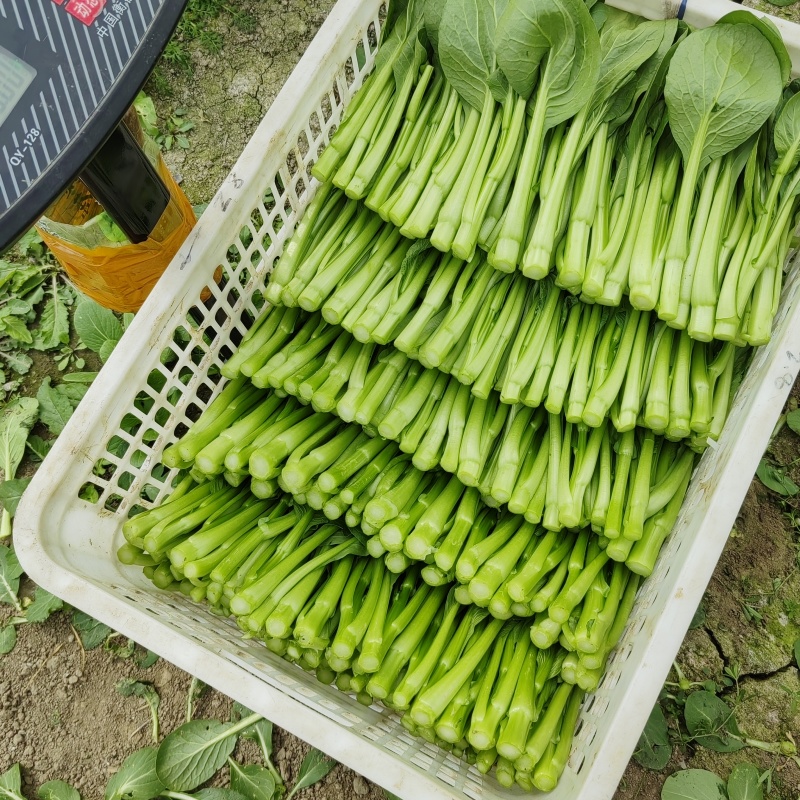 精品广东菜心，小青菜，欢迎各位老板来采购
